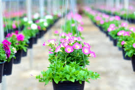 Cara menanam dan merawat bunga gantung hidup agar subur berdaun lebat. Gambar Bunga Gantung Gambar Bunga