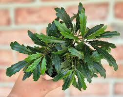 Image result for Plerandra