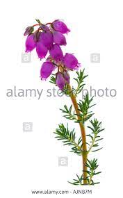 Bell Heather Heather Flower Heathers Belle