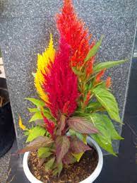 Kebun bunga celosia merasi spot selfie baru ala eropa taman bunga celosia di aceh jaya terinspirasi dari petani di posting komentar untuk gambar wisata taman bunga celosia. Bibit Bunga Celosia Warna Warni Indah Konstruksi Dan Taman 756126664