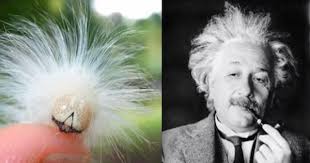 Mereka mendapat layanan yang sungguh istimewa, dan kami tidak. Animal News Fuzzy Caterpillar Beautiful Bugs Einstein