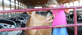 A Day In The Life Of A Dairy Cow Drink Milk Com