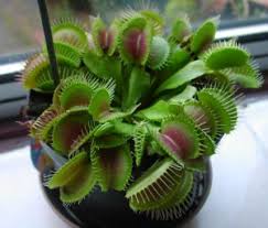 Venus flytraps prefer bright, indirect sunlight and warmer than average indoor temperatures — especially during the winter months when the plant can become dormant. How To Grow And Care And Venus Flytraps Hungryplant Com