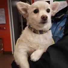 (mission viejo, camden felipe, mosaic apt's.) pic. New Impound Found Off Of Beach Garden Grove Blvd At Walmart Animal Shelter Services Wags Pet Adoption In Westminster Ca