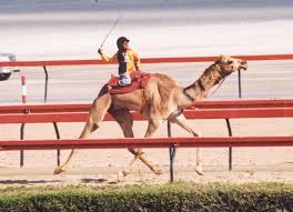 Together they go on a extraordinary adventure to find their way back home. Camel Rider Camel Rider Libguides At Pacific Lutheran College