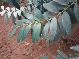 Image result for Agathis