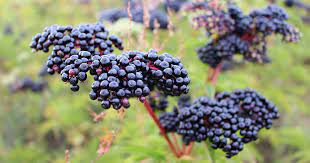 The opposite leaves are pinnately divided with an odd number of opposite leaflets. 7 Top Elderberry Varieties To Grow In Your Backyard Gardener S Path