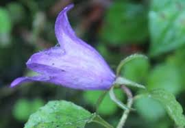 Image result for Campanulaceae