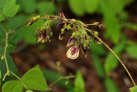 Image result for Rhynchosia divaricata