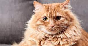 6 Fun Facts About Orange Tabby Cats Meowingtons