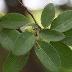 Image result for Pseudolachnostylis maprouneifolia