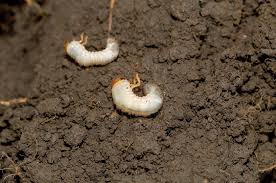 It's a simple process.remove the dead grass. Stop Grubs In Your Lawn Better Homes Gardens