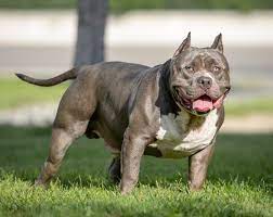 the domestic dog american bully american bully 2x ch gran dali botticelli classic standard pocket temperament xxl bully breeds dogs american bully domestic dog