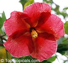 Image result for Thespesia