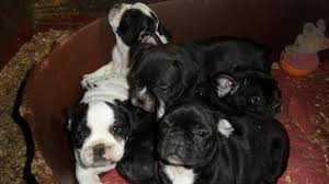 French bulldog breeder in chicago, il 10 Weeks Old French Bulldogs Puppies For Sale In Chicago Illinois Classified Americanlisted Com