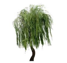 Weeping Willow Tree Pictures Trees And Flowers Pictures Willow Tree Tattoos Weeping Willow Tree Tree Tattoo Small