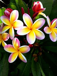 Pink Yellow White Plumeria Plumeria Flowers Amazing Flowers Tropical Flowers