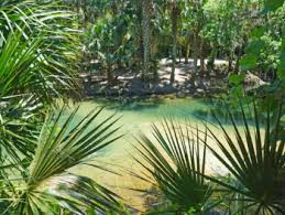 Silver glen springs, salt springs: Silver Glen Springs Ocala National Forest Florida Hikes