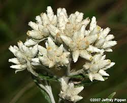 Image result for Fagopyrum snowdenii