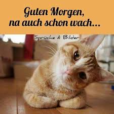 Hier Bei Uns Von Ebenblatt Gibt S Die Coolsten Und Lustigsten Katzen Shirts Fur Katzenliebhaber S Guten Morgen Lustig Guten Morgen Lustige Guten Morgen Bilder