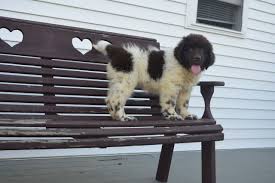 Parents are registered but puppies are not sold with papers. Lori Akc Newfoundland Puppy For Sale Kate S Puppies Newfoundland Puppies Puppies Puppies For Sale