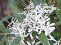 Image result for Pavetta zeyheri