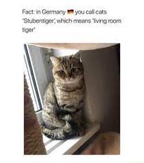 How Do You Say Cat In German Cute Animals Cats Cat In German