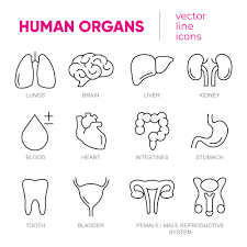 100% derma anda akan disalurkan kepada misi kami untuk mencapai pendidikan yang cemerlang. Derma Organ Semasa Hidup Ini 4 Organ Yang Boleh Didermakan