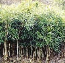 Pseudosasa Japonica Tsutsumiana Bambus Bilder