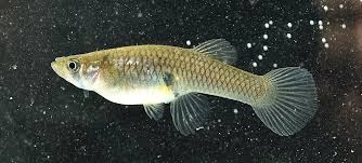 Image result for Disperis mozambicensis