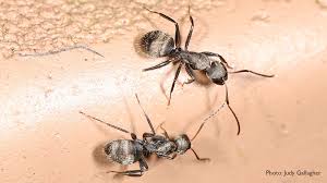 How to get rid of carpenter ants. Carpenter Ants Northwest Center For Alternatives To Pesticides