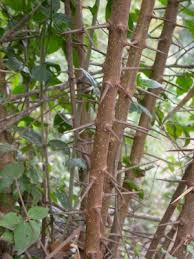 Image result for Dovyalis lucida