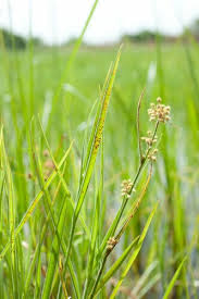 Image result for Fuirena pubescens