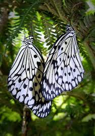 Black And Yellow Striped Caterpillar Michigan Two Butterflies Pixdaus Beautiful Butterflies Butterfly Beautiful Creatures
