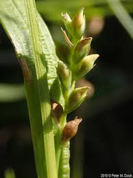 Image result for Carex leptosaccus