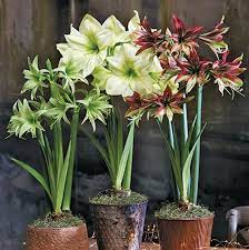 After danger of frost, you can move it outside for the summer. Amaryllis Bulbs Exotic Collection Indoor Flower Bulbs Eden Brothers