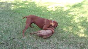 Most rhodesian ridgeback pitbull mixes inherit the ridgeback's wheaten coloring and short furred coat, although different coloring can be inherited from the pitbull too. Rhodesian Ridgeback Vs Pitbull Hd Youtube