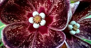 Image result for Glossostelma