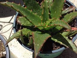 Maybe you would like to learn more about one of these? Aloe Id Please