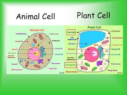 Maybe you would like to learn more about one of these? Parts Of A Cell Ppt Video Online Animal Cell Plant Cell Diagram Plant And Animal Cells