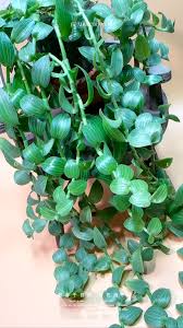 Image result for Aneilema zebrinum