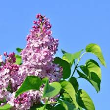 Clawing is a sign or signal that the cannabis plant is sick and. Lilac Leaves Turning Yellow Thriftyfun