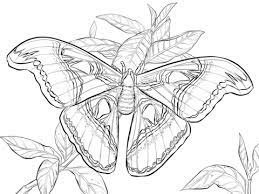 Here forget about all of the tension. Realistic Atlas Moth Coloring Page Free Printable Coloring Pages Atlas Moth Animal Coloring Pages Coloring Pages