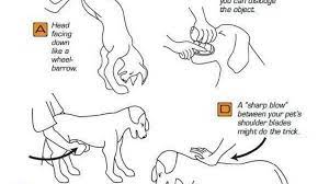 According to a story about the heimlich maneuver on radiolab a few years ago, heimlich actually tested his maneuver on his dog before using it on people. How To Perform The Heimlich Maneuver On Your Dog Fort Worth Star Telegram