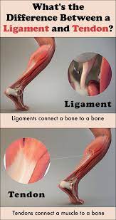 Tendon Vs Ligament What S The Difference Human Anatomy And Physiology Basic Anatomy And Physiology Medical Knowledge