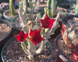 Image result for Eulophia flavopurpurea