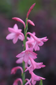 Image result for Watsonia