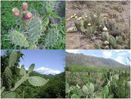 Where does nopal cactus come from? Indian Fig Cactus Opuntia Ficus Indica L Miller In The Americas An Uncertain History