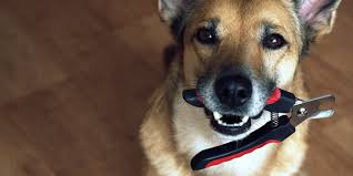 The Best Dog Nail Clippers In 2020 Business Insider Dog Nails Best Dogs Dog Nail Clippers