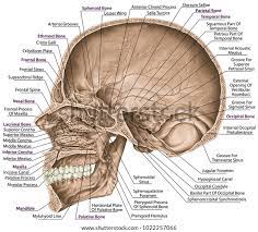 Cranial Cavity Bones Cranium Bones Head Stock Illustration 1022257066